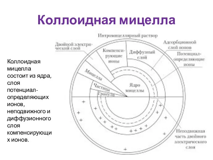 Коллоидная мицелла Коллоидная мицелла состоит из ядра, слоя потенциал-определяющих ионов, неподвижного и диффузионного слоя компенсирующих ионов.