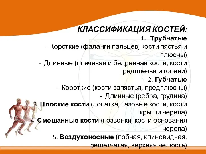 КЛАССИФИКАЦИЯ КОСТЕЙ: Трубчатые Короткие (фаланги пальцев, кости пястья и плюсны) Длинные