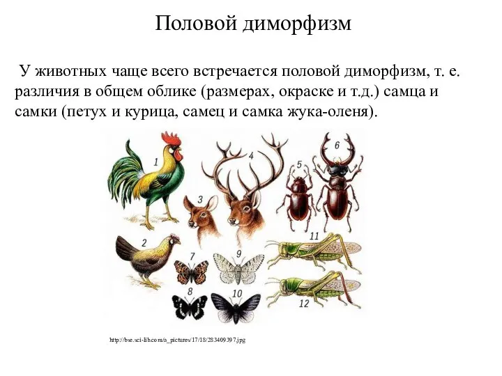 Половой диморфизм У животных чаще всего встречается половой диморфизм, т. е.