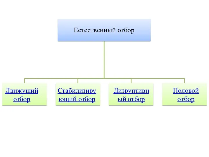 Движущий отбор Стабилизирующий отбор Дизруптивный отбор Половой отбор