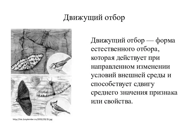 Движущий отбор http://bio.1september.ru/2002/20/25.jpg Движущий отбор — форма естественного отбора, которая действует