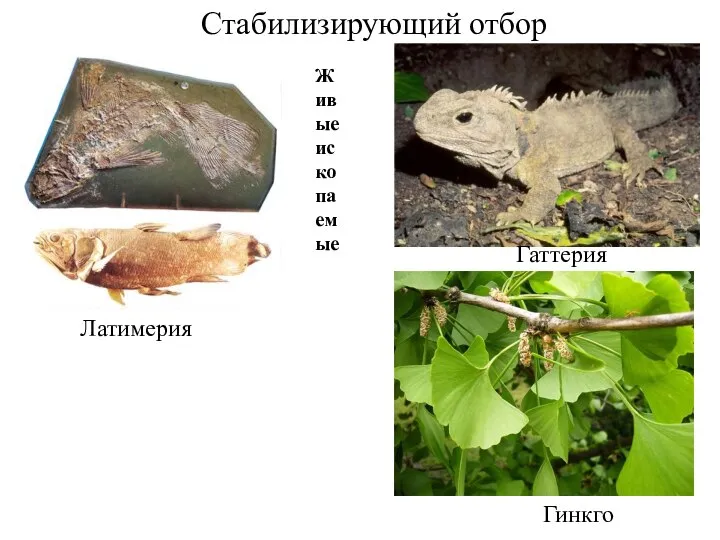 Стабилизирующий отбор Латимерия Гаттерия Живые ископаемые Гинкго