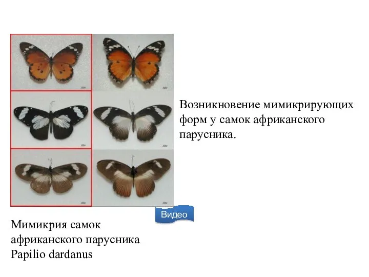 Мимикрия самок африканского парусника Papilio dardanus Возникновение мимикрирующих форм у самок африканского парусника. Видео