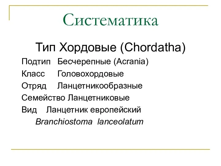 Систематика Тип Хордовые (Chordatha) Подтип Бесчерепные (Acrania) Класс Головохордовые Отряд Ланцетникообразные