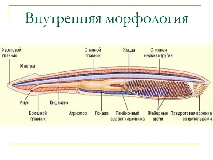 Внутренняя морфология