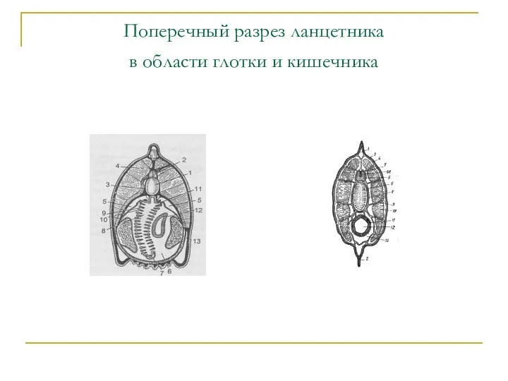 Поперечный разрез ланцетника в области глотки и кишечника