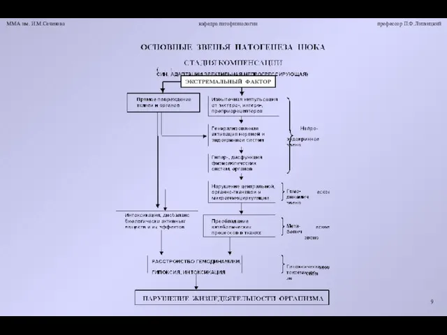 ММА им. И.М.Сеченова кафедра патофизиологии профессор П.Ф.Литвицкий 9