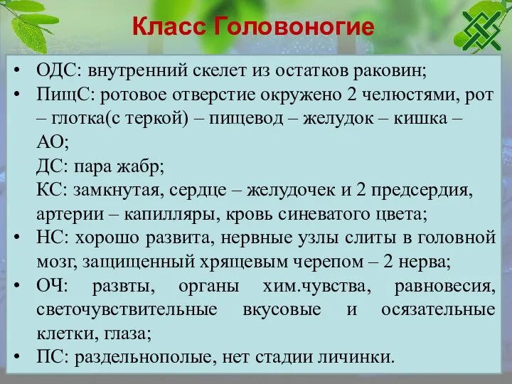 Класс Головоногие ОДС: внутренний скелет из остатков раковин; ПищС: ротовое отверстие