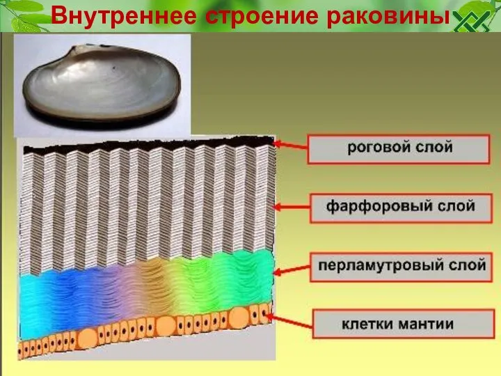 Внутреннее строение раковины