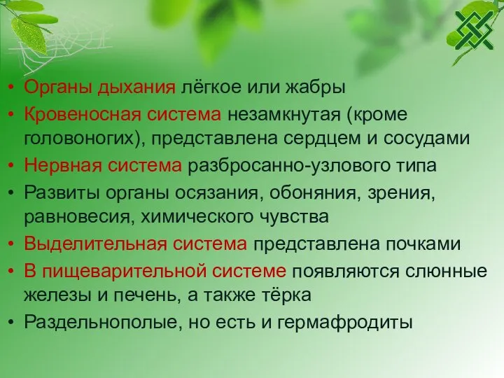 Органы дыхания лёгкое или жабры Кровеносная система незамкнутая (кроме головоногих), представлена