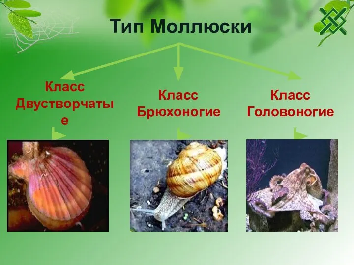 Тип Моллюски Класс Двустворчатые Класс Головоногие Класс Брюхоногие