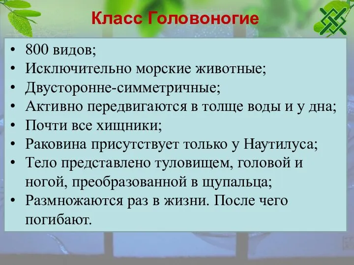 Класс Головоногие 800 видов; Исключительно морские животные; Двусторонне-симметричные; Активно передвигаются в