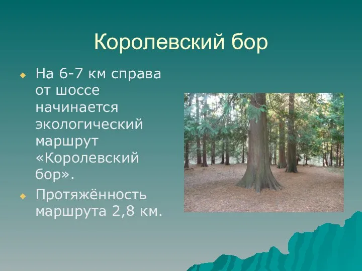 Королевский бор На 6-7 км справа от шоссе начинается экологический маршрут