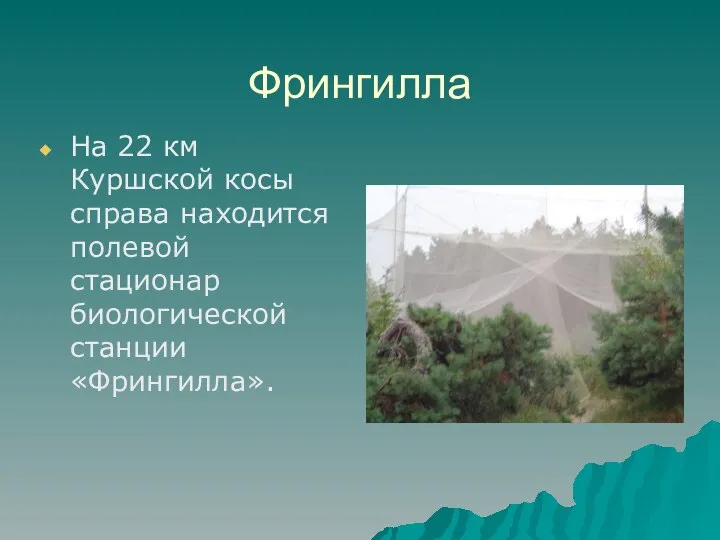 Фрингилла На 22 км Куршской косы справа находится полевой стационар биологической станции «Фрингилла».