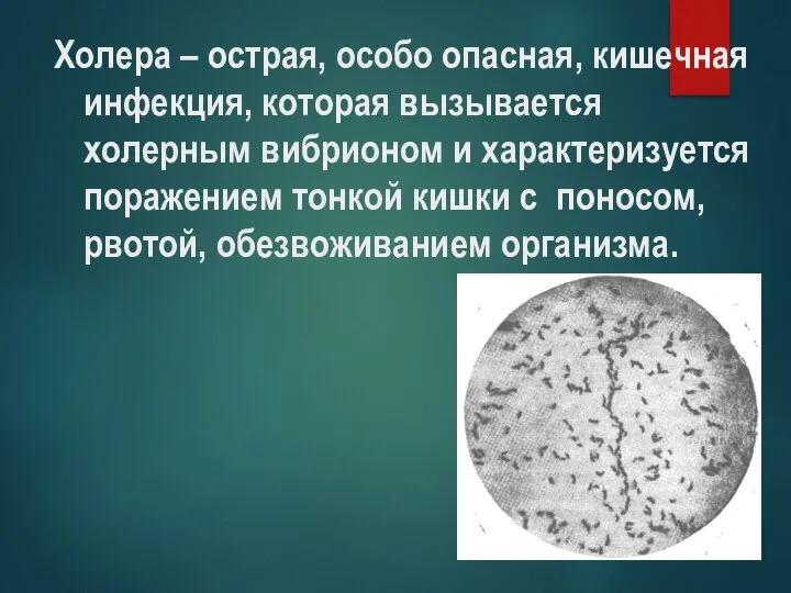 Холера – острая, особо опасная, кишечная инфекция, которая вызывается холерным вибрионом