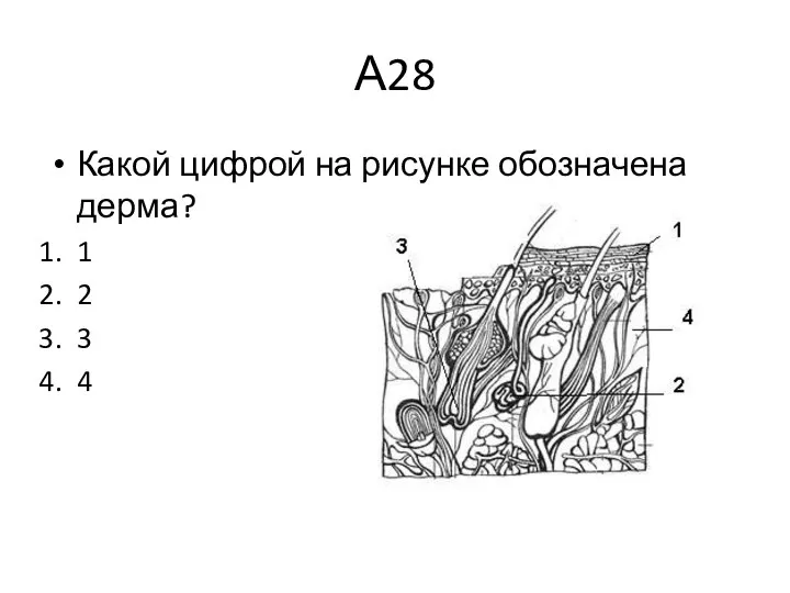 А28 Какой цифрой на рисунке обозначена дерма? 1 2 3 4