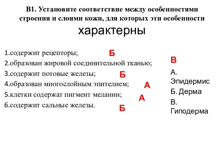 В1. Установите соответствие между особенностями строения и слоями кожи, для которых