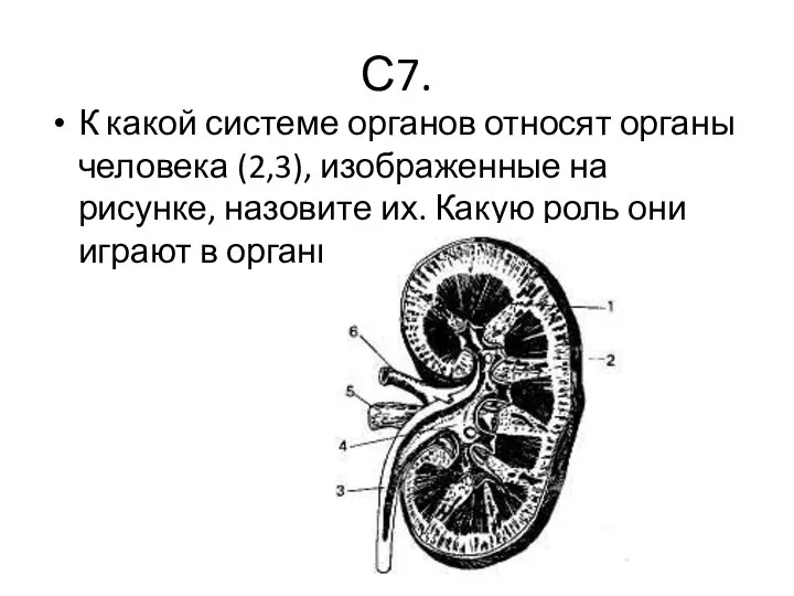 С7. К какой системе органов относят органы человека (2,3), изображенные на