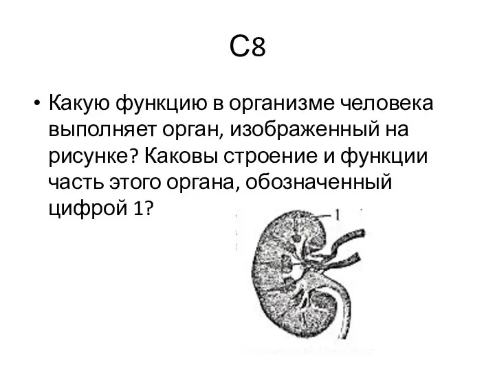 С8 Какую функцию в организме человека выполняет орган, изображенный на рисунке?