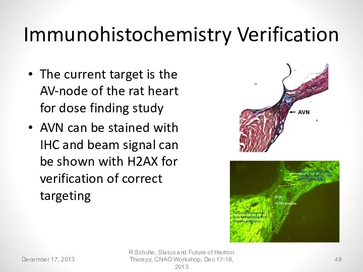 Immunohistochemistry Verification The current target is the AV-node of the rat