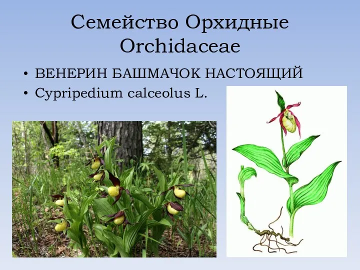 Семейство Орхидные Orchidaceae ВЕНЕРИН БАШМАЧОК НАСТОЯЩИЙ Cypripedium calceolus L.