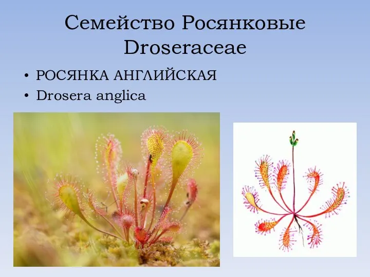 Семейство Росянковые Droseraceae РОСЯНКА АНГЛИЙСКАЯ Drosera anglica
