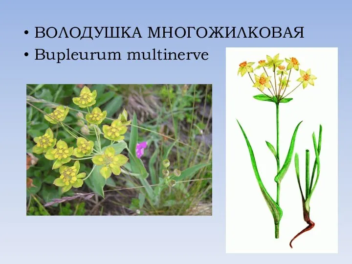 ВОЛОДУШКА МНОГОЖИЛКОВАЯ Bupleurum multinerve