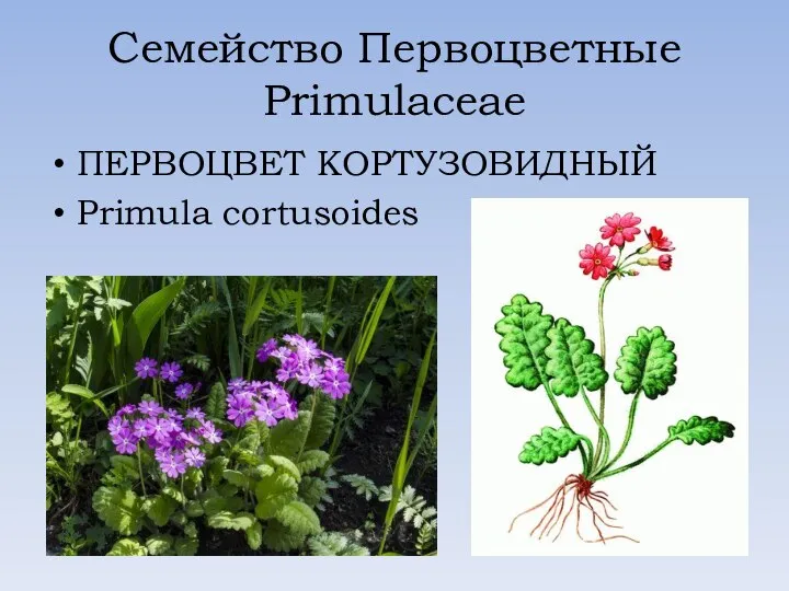 Семейство Первоцветные Primulaceae ПЕРВОЦВЕТ КОРТУЗОВИДНЫЙ Primula cortusoides