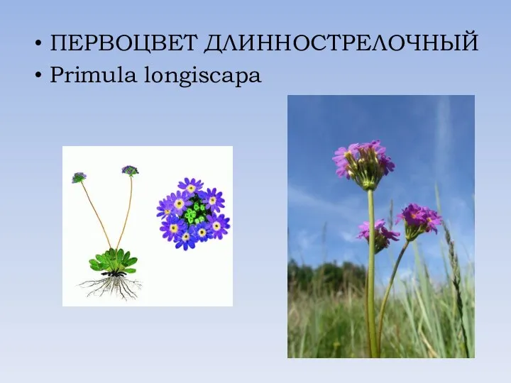 ПЕРВОЦВЕТ ДЛИННОСТРЕЛОЧНЫЙ Primula longiscapa