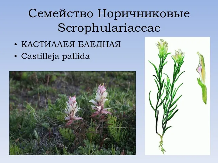 Семейство Норичниковые Scrophulariaceae КАСТИЛЛЕЯ БЛЕДНАЯ Castilleja pallida