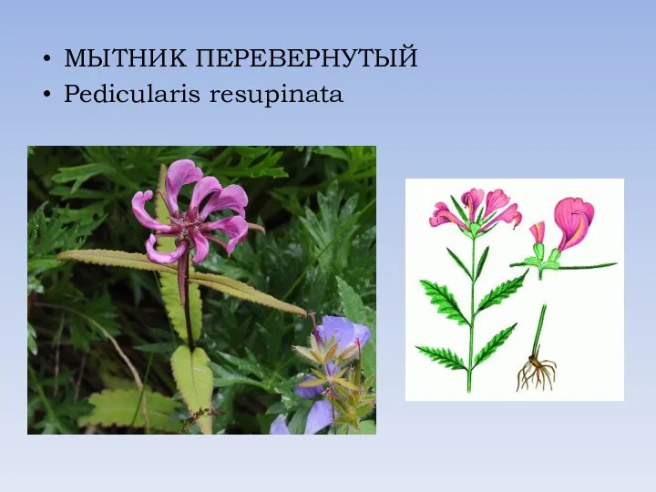 МЫТНИК ПЕРЕВЕРНУТЫЙ Pedicularis resupinata