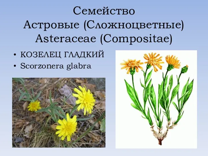 Семейство Астровые (Сложноцветные) Asteraceae (Compositae) КОЗЕЛЕЦ ГЛАДКИЙ Scorzonera glabra