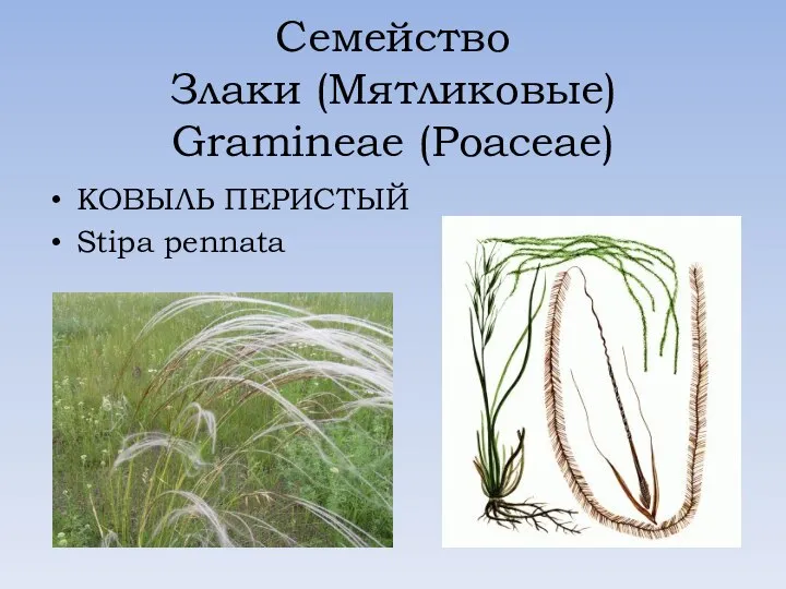 Семейство Злаки (Мятликовые) Gramineae (Poaceae) КОВЫЛЬ ПЕРИСТЫЙ Stipa pennata