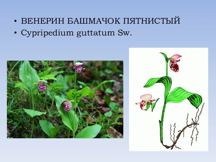 ВЕНЕРИН БАШМАЧОК ПЯТНИСТЫЙ Cypripedium guttatum Sw.