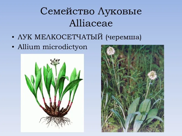 Семейство Луковые Alliaceae ЛУК МЕЛКОСЕТЧАТЫЙ (черемша) Allium microdictyon