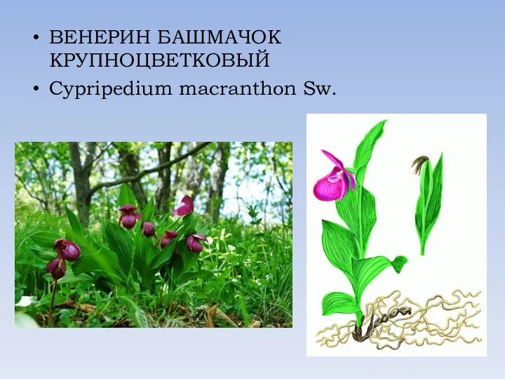 ВЕНЕРИН БАШМАЧОК КРУПНОЦВЕТКОВЫЙ Cypripedium macranthon Sw.