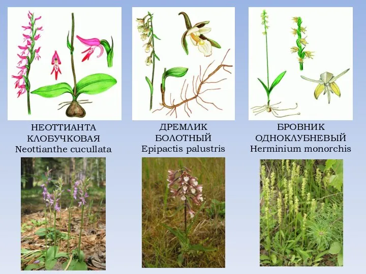 НЕОТТИАНТА КЛОБУЧКОВАЯ Neottianthe cucullata ДРЕМЛИК БОЛОТНЫЙ Epipactis palustris БРОВНИК ОДНОКЛУБНЕВЫЙ Herminium monorchis