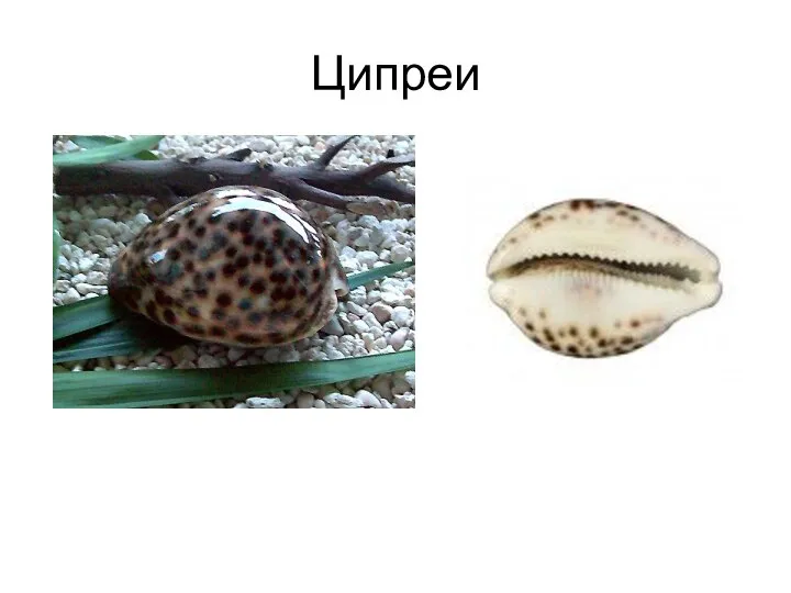 Ципреи