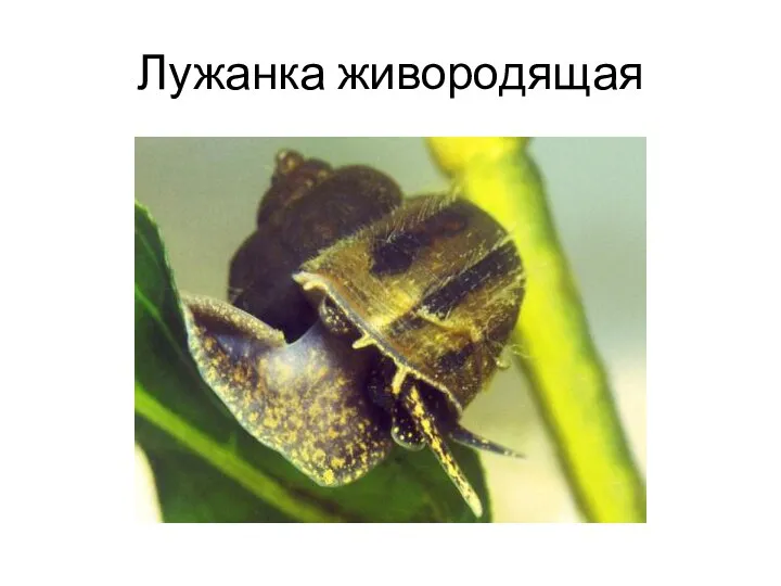 Лужанка живородящая