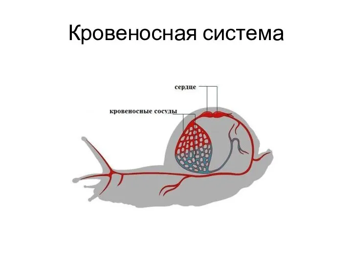 Кровеносная система