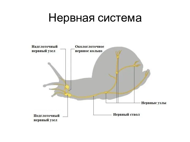 Нервная система