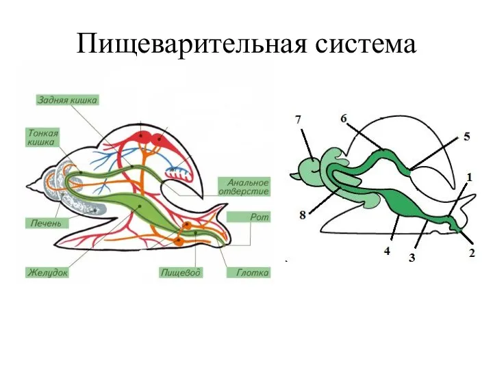 Пищеварительная система