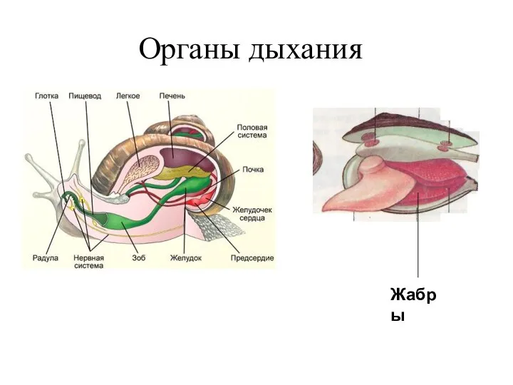 Органы дыхания Жабры