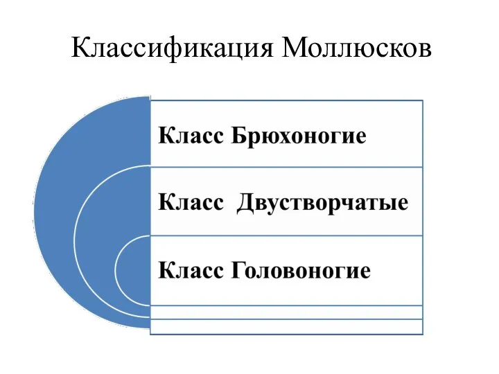 Классификация Моллюсков