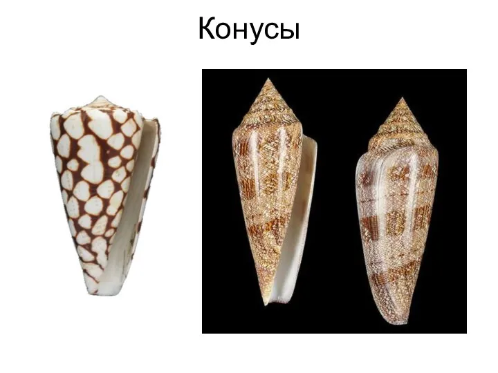 Конусы