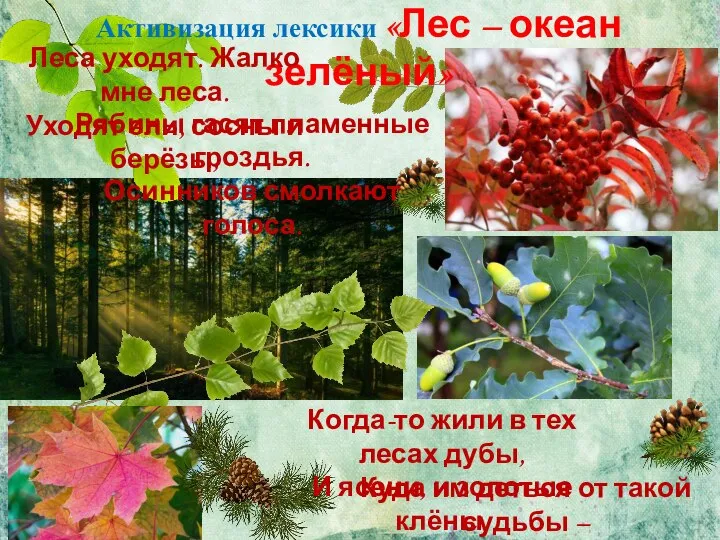 Куда им деться от такой судьбы – Лес вырубают, океан зелёный.