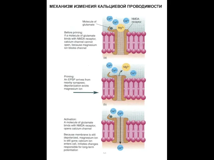 МЕХАНИЗМ ИЗМЕНЕИЯ КАЛЬЦИЕВОЙ ПРОВОДИМОСТИ