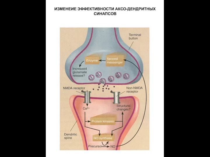 ИЗМЕНЕИЕ ЭФФЕКТИВНОСТИ АКСО-ДЕНДРИТНЫХ СИНАПСОВ