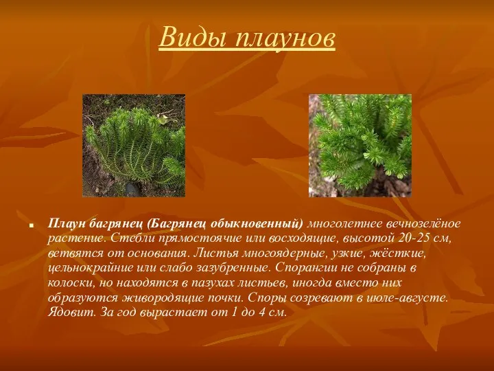 Виды плаунов Плаун багрянец (Багрянец обыкновенный) многолетнее вечнозелёное растение. Стебли прямостоячие