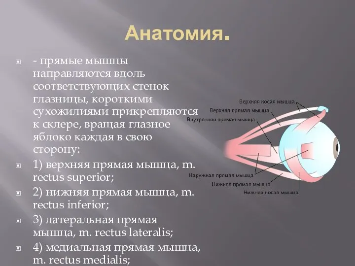 Анатомия. - прямые мышцы направляются вдоль соответствующих стенок глазницы, короткими сухожилиями